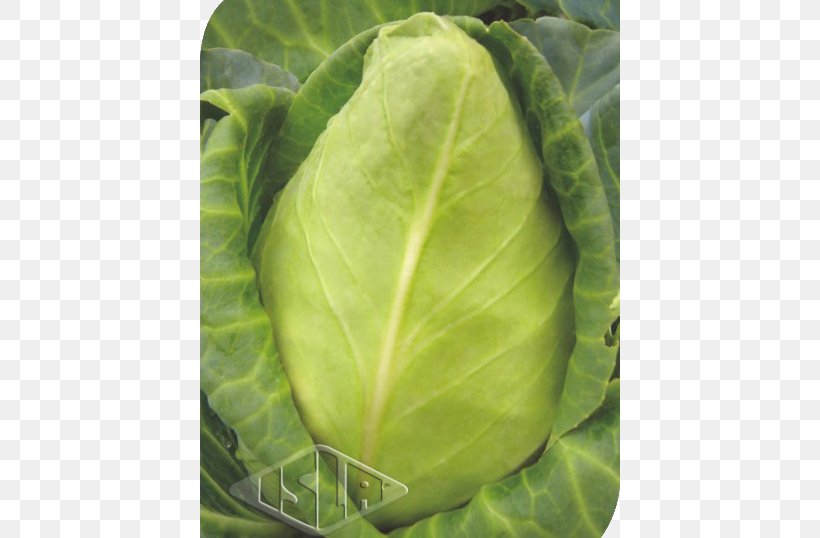 Cabbage Chard Spring Greens Collard Greens Cattle, PNG, 538x538px, Cabbage, Brassica, Brassica Oleracea, Cattle, Chard Download Free