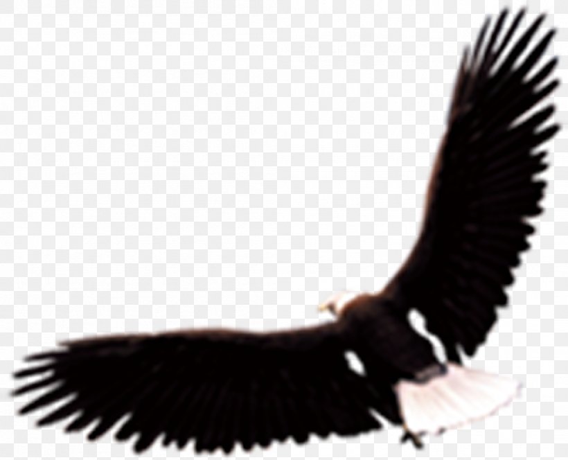 Eagle Hawk Vecteur Euclidean Vector, PNG, 1051x852px, Eagle, Accipitriformes, Beak, Bird, Bird Of Prey Download Free