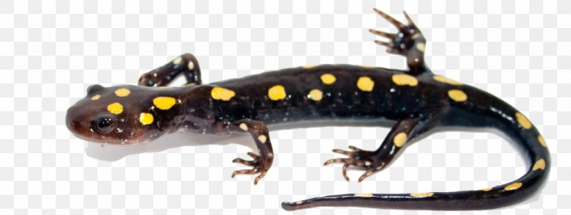 Frog Fire Salamander Clip Art, PNG, 1024x387px, Frog, Ambystoma Maculatum, Amphibian, Animal, Animal Figure Download Free