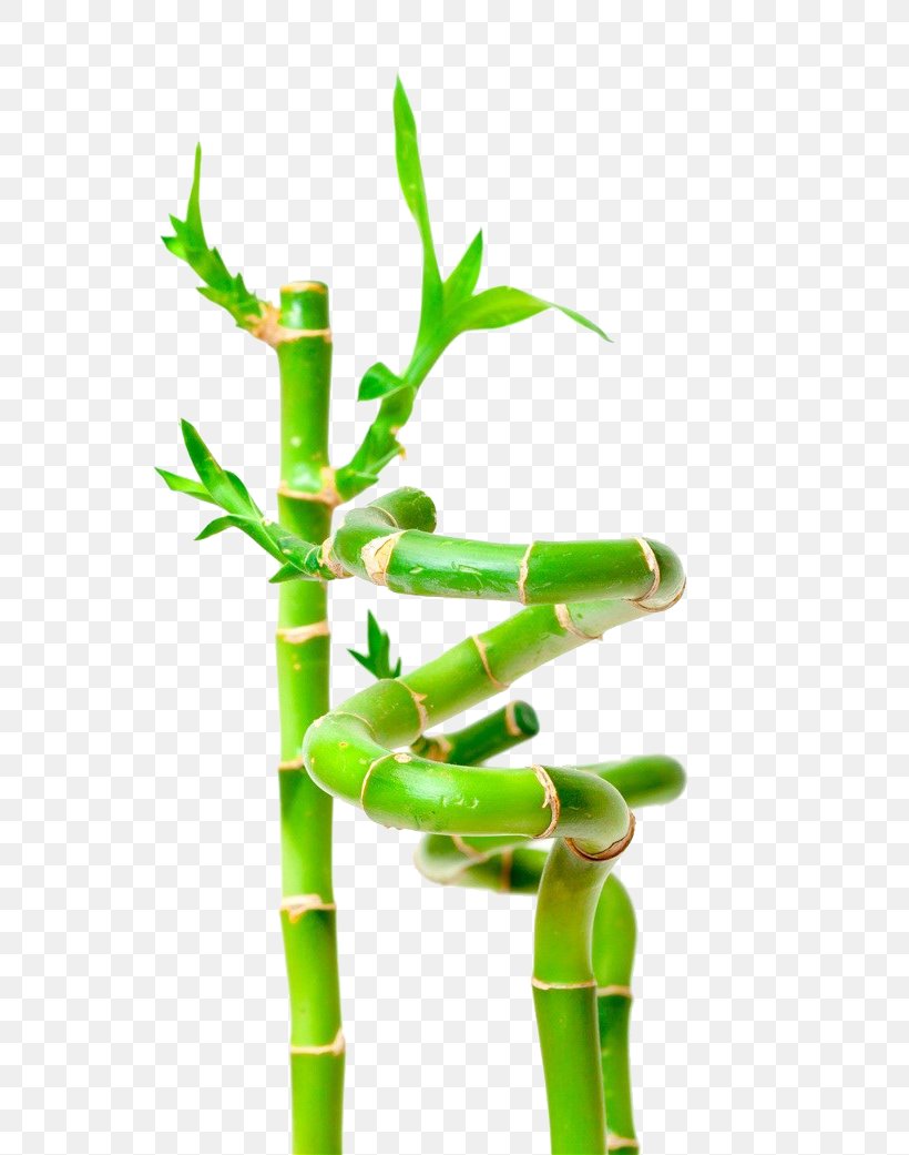Lucky Bamboo Stock Photography Plant, PNG, 672x1041px, Lucky Bamboo, Alamy, Bamboe, Bamboo, Dracaena Download Free