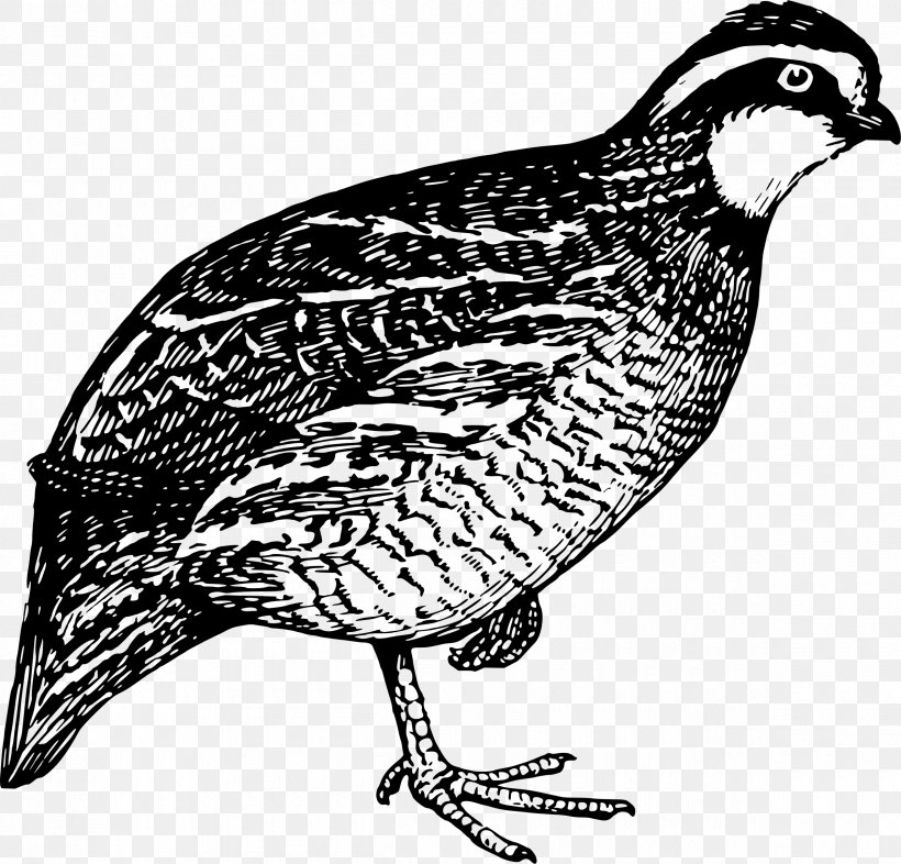 Quail Hunting Northern Bobwhite Clip Art, PNG, 2400x2302px, Quail, Beak, Bird, Black And White, California Quail Download Free