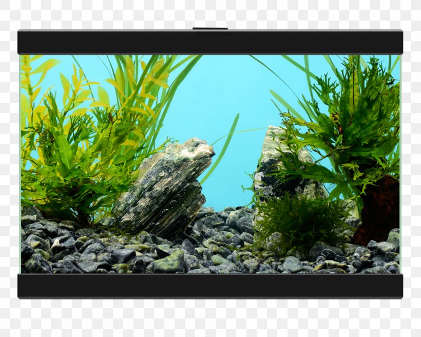 Aquarium Filtration Light PECES Y ACUARIOS, PNG, 1000x800px, Aquarium, Aqua, Aquarium Decor, Aquarium Lighting, Aquatic Plant Download Free