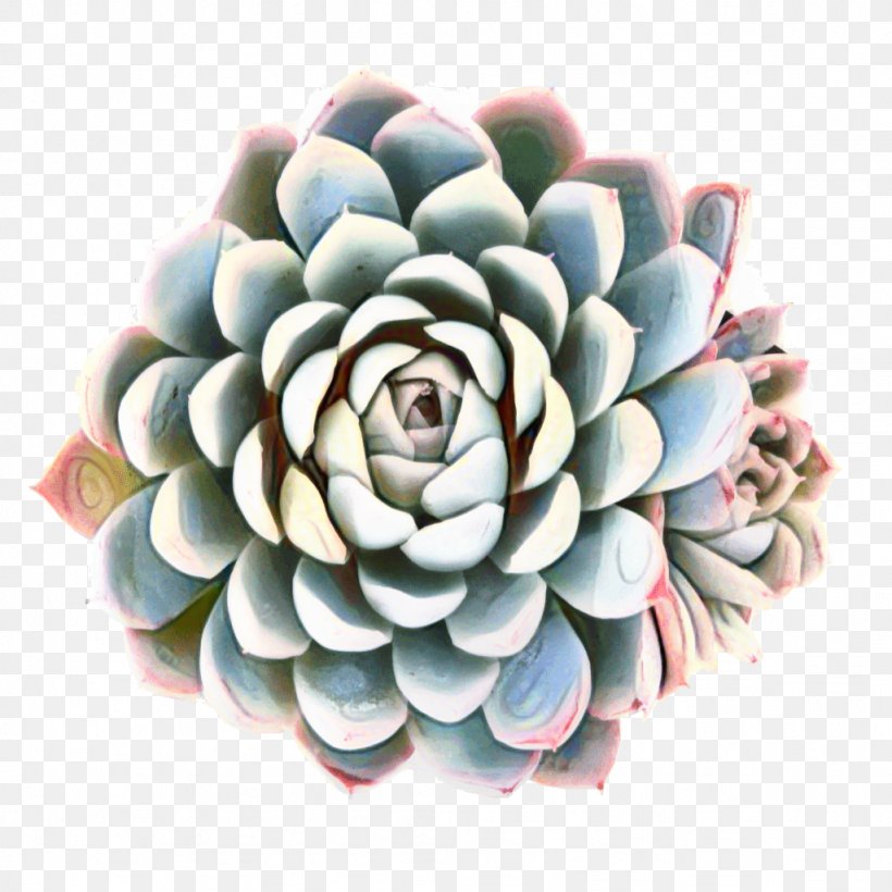 Flower Rose Garden Stonecrops Cactus, PNG, 1024x1024px, Flower, Agave, Bakeware, Cactus, Cut Flowers Download Free