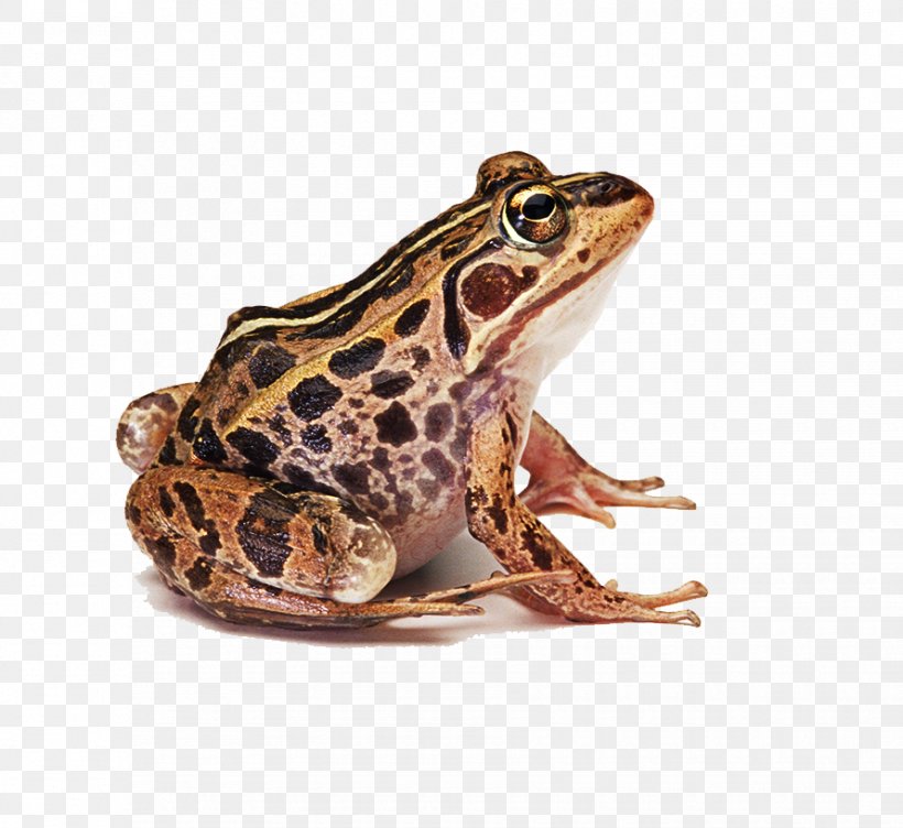 Frog Clip Art, PNG, 890x817px, Frog, Amphibian, Common Frog, Image File Formats, Lithobates Clamitans Download Free