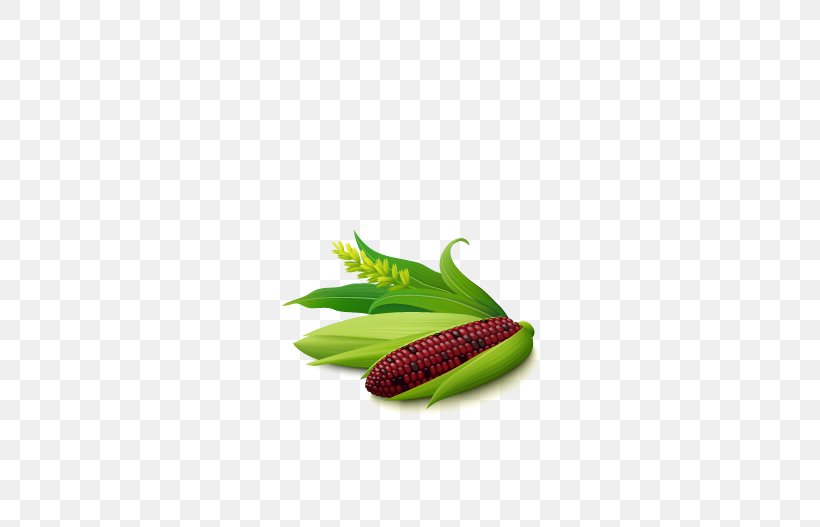 Maize Purple Corn, PNG, 527x527px, Maize, Corn Oil, Corncob, Grass, Green Download Free