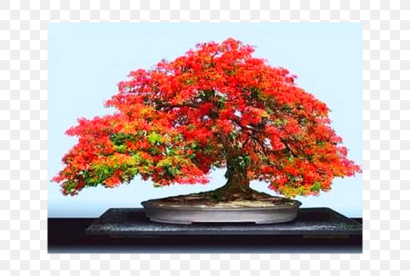 National Bonsai Foundation Indoor Bonsai Seed Tree, PNG, 630x552px, National Bonsai Foundation, Afrocarpus Falcatus, Bonsai, Bonsai Styles, Cutting Download Free