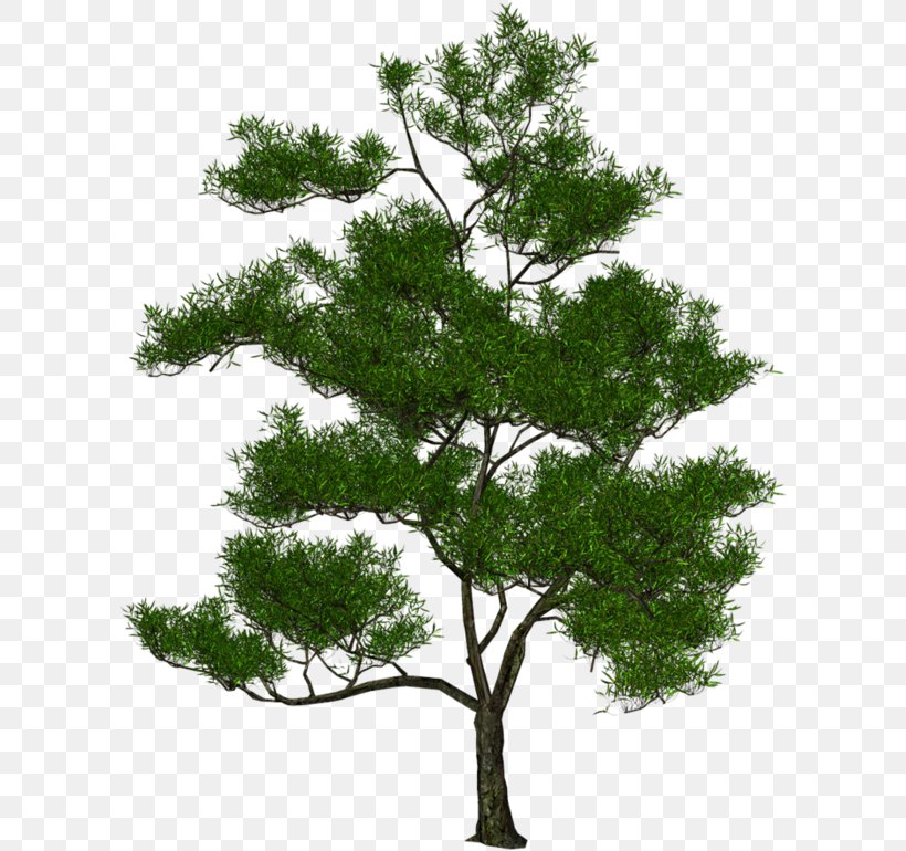 Oak Tree Leaf, PNG, 605x770px, 3d Computer Graphics, 3d Rendering, American Larch, Branch, Computer Graphics Download Free
