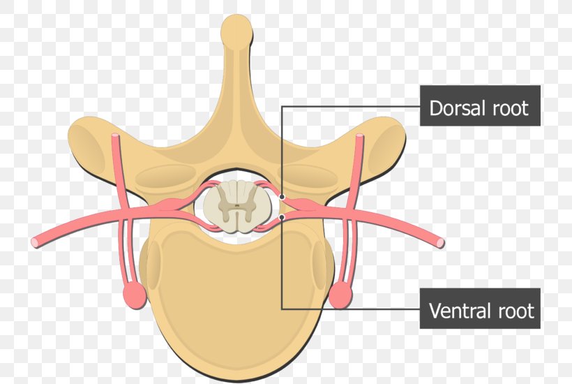 Dorsal Root Of Spinal Nerve Ventral Root Of Spinal Nerve Spinal Cord Vertebral Column, PNG, 731x550px, Watercolor, Cartoon, Flower, Frame, Heart Download Free