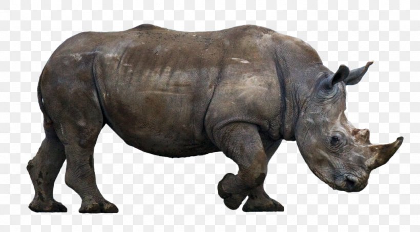 Rhinoceros Wildlife Animal DeviantArt, PNG, 1024x567px, Rhinoceros, Animal, Black Rhinoceros, Cattle Like Mammal, Deviantart Download Free