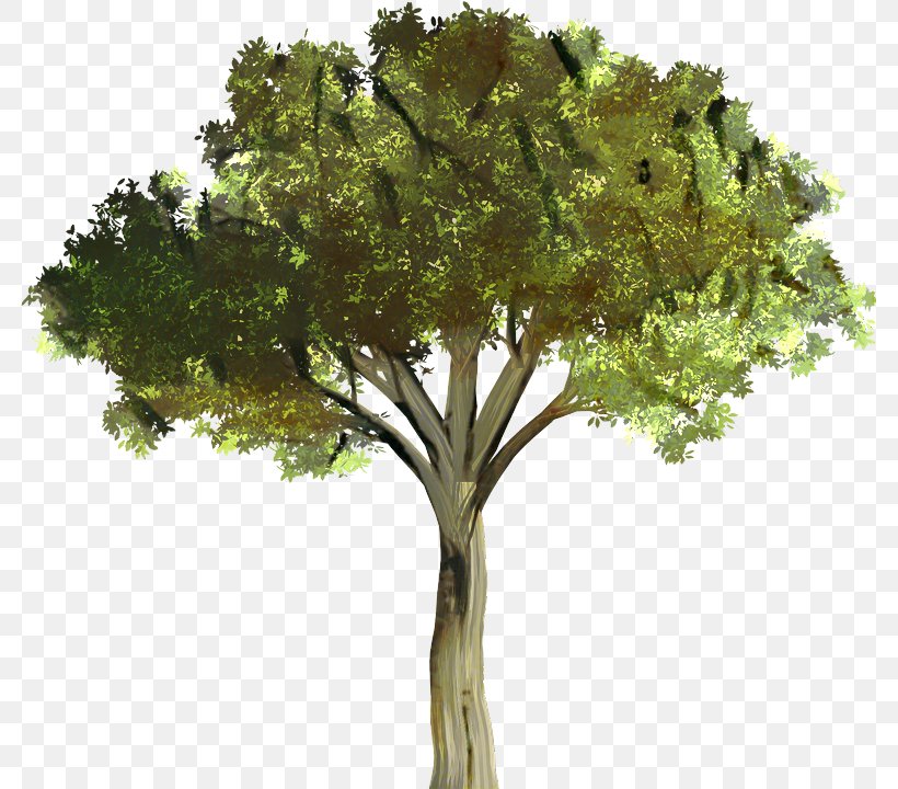 Tree Branch Silhouette, PNG, 781x720px, Branch, Black, Computer, Desktop Environment, Elm Download Free