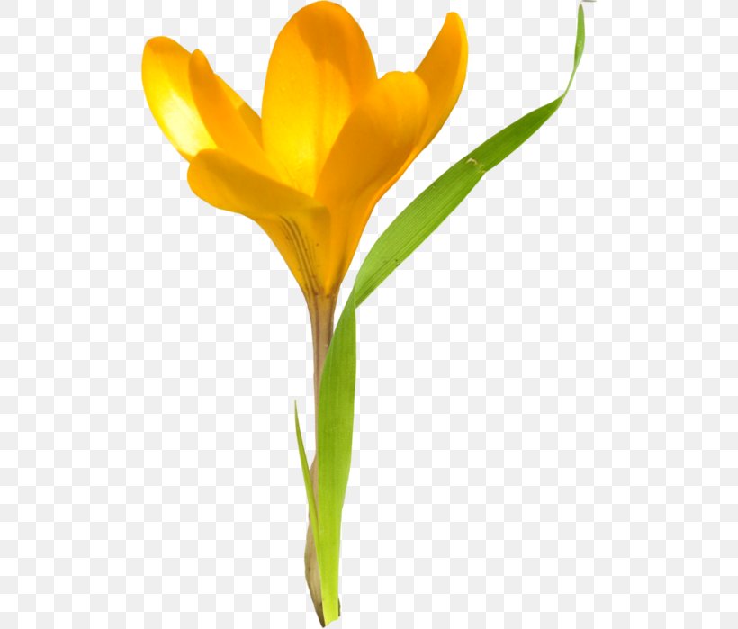 Tulip Cut Flowers Daffodil Plant Stem, PNG, 507x699px, 2013, Tulip, Com, Crocus, Cut Flowers Download Free