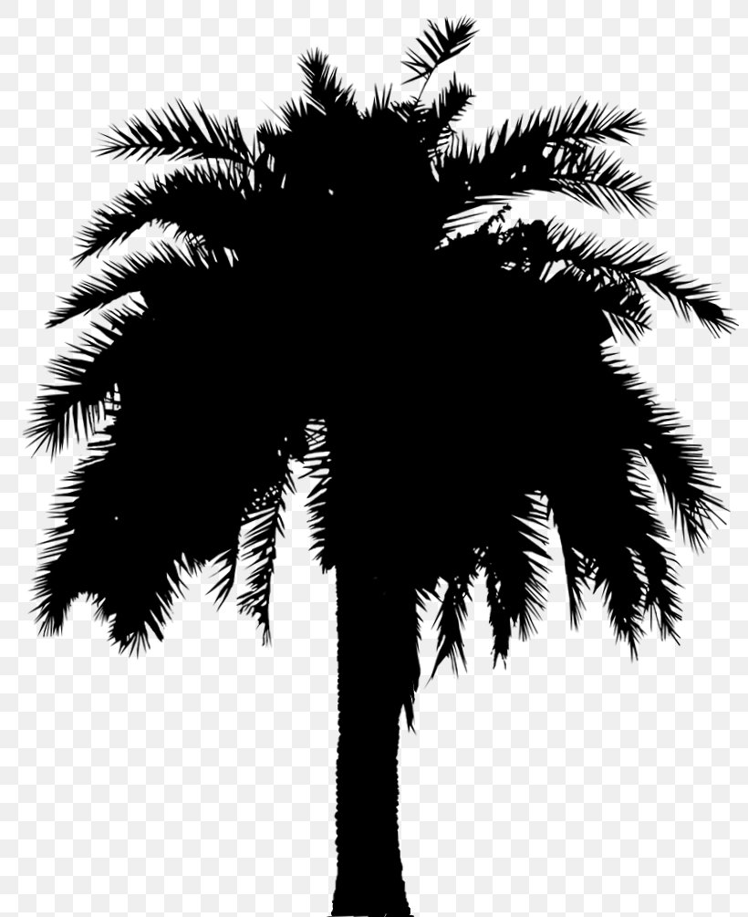 Asian Palmyra Palm Date Palm Leaf Palm Trees Silhouette, PNG, 811x1005px, Asian Palmyra Palm, Arecales, Attalea Speciosa, Blackandwhite, Borassus Download Free