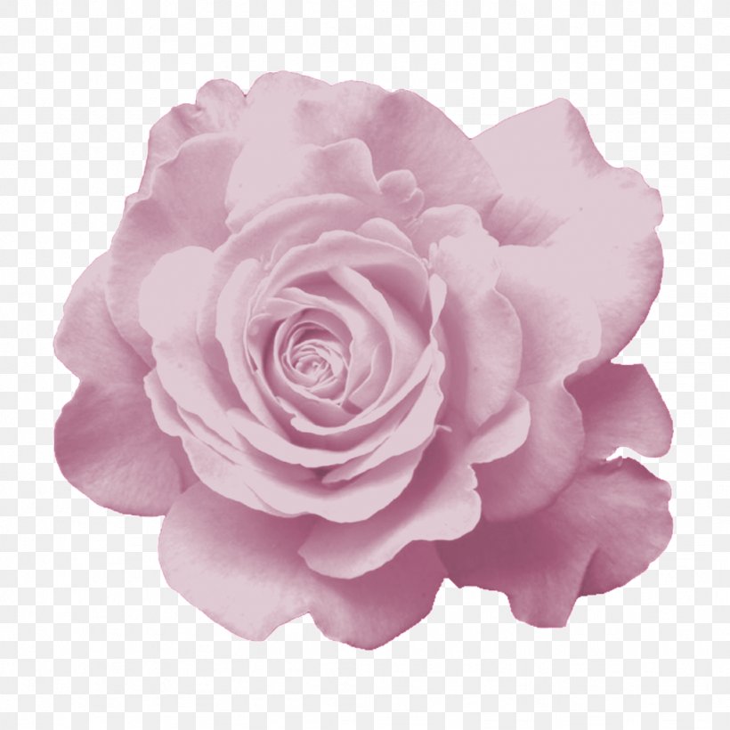 Garden Roses Flower Cabbage Rose Pink, PNG, 1024x1024px, Garden Roses, Artificial Flower, Cabbage Rose, Cut Flowers, Floral Design Download Free