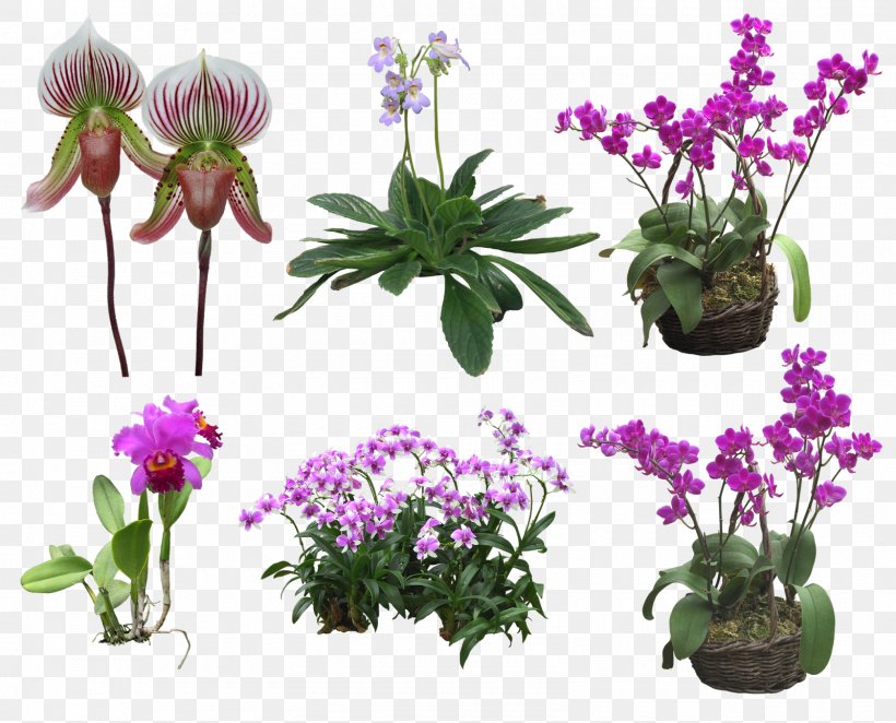Floral Design Moth Orchids Flower Clip Art, PNG, 1600x1292px, Floral Design, Annual Plant, Cut Flowers, Digital Image, Drawing Download Free