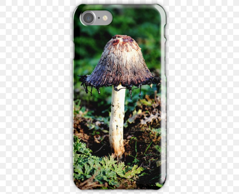 Mushroom, PNG, 500x667px, Mushroom, Grass Download Free