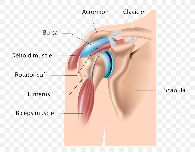 Subacromial Bursitis Synovial Bursa Shoulder Subacromial Bursa, PNG, 800x640px, Watercolor, Cartoon, Flower, Frame, Heart Download Free