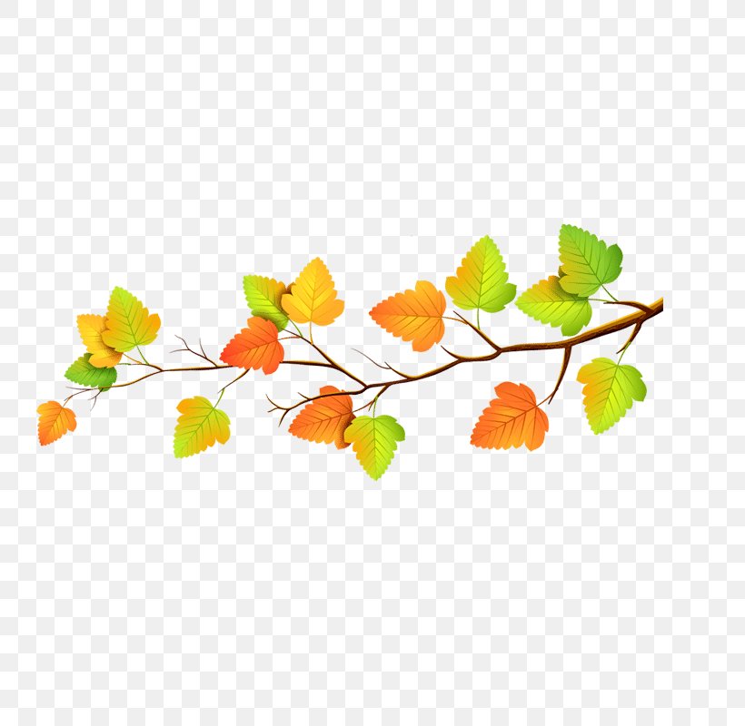 Autumn Leaf Color, PNG, 800x800px, Autumn Leaf Color, Autumn, Branch, Color, Green Download Free