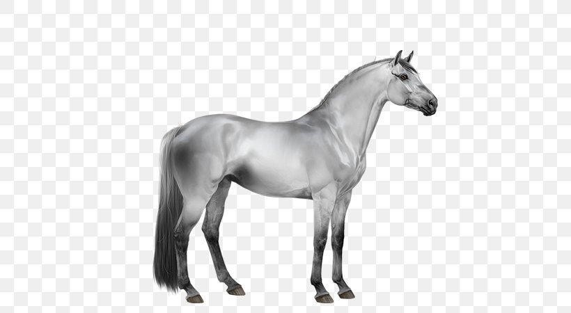 Mare Stallion Mustang Mane Trakehner, PNG, 600x450px, Mare, Animal Figure, Black, Blackandwhite, Colt Download Free