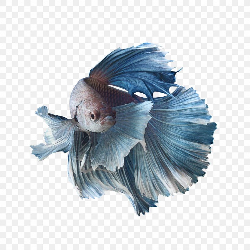 Siamese Fighting Fish Koi Aquarium Goldfish, PNG, 1575x1575px, Siamese Fighting Fish, Aquarium, Aquarium Fish Feed, Bettas, Breed Download Free