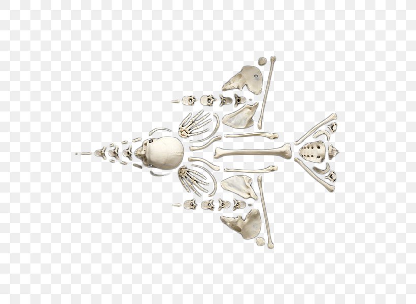 Airplane Aircraft Bone Shape, PNG, 600x600px, Airplane, Aircraft, Body Jewelry, Bone, Homo Sapiens Download Free