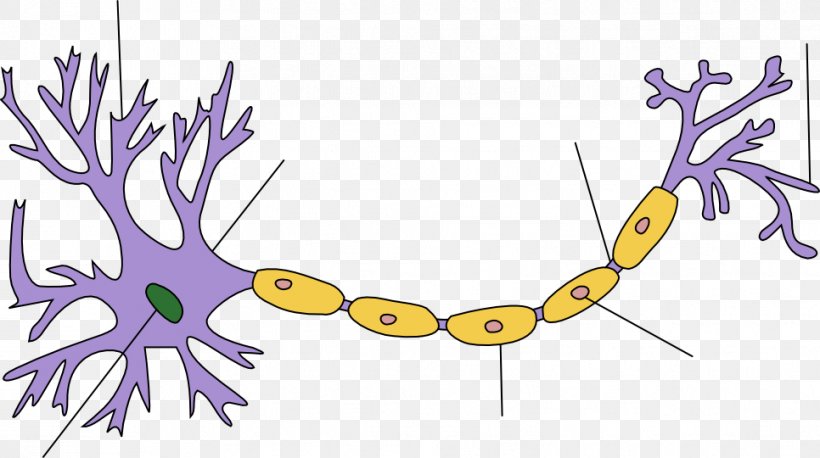 Biological Neuron Model Nervous System Upper Motor Neuron Anatomy, PNG, 966x540px, Neuron, Anatomy, Area, Art, Artificial Neural Network Download Free