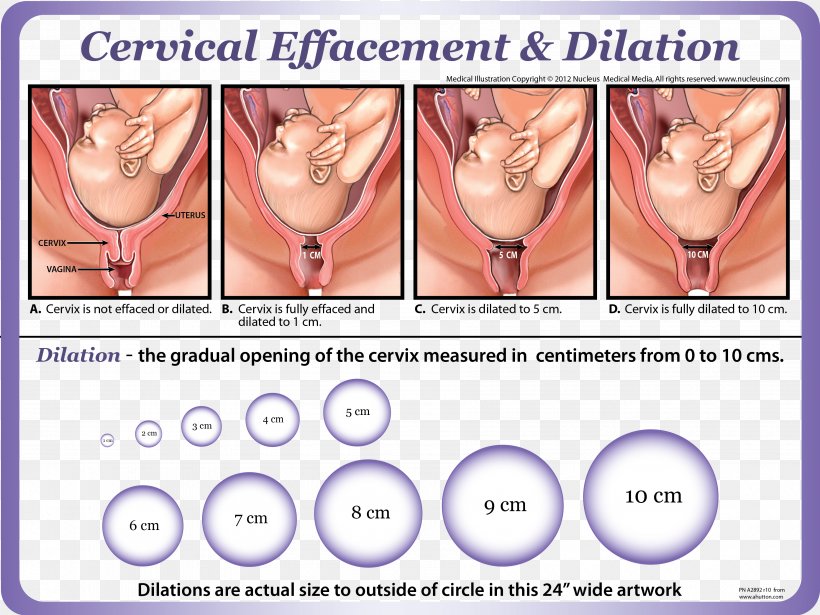 Cervical Effacement Cervical Dilation Cervix Childbirth, PNG, 3600x2700px, Watercolor, Cartoon, Flower, Frame, Heart Download Free