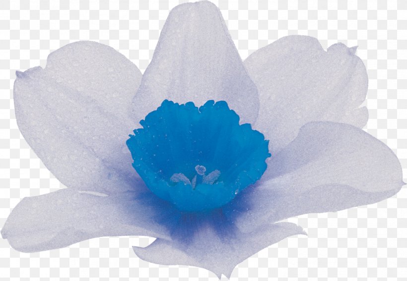Flower Petal, PNG, 1472x1019px, Flower, Blue, Cobalt Blue, Flowering Plant, Petal Download Free