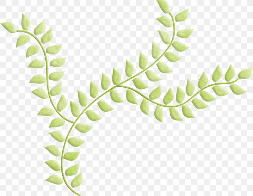 Leaf Plant Stem Tree Organism, PNG, 1600x1240px, Leaf, Branch, Branching, Flower, Nursery Download Free
