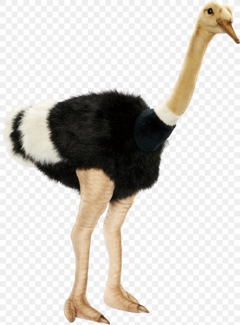 Animals Cartoon, PNG, 893x1209px, Common Ostrich, Animal, Beak, Bird, Doll Download Free