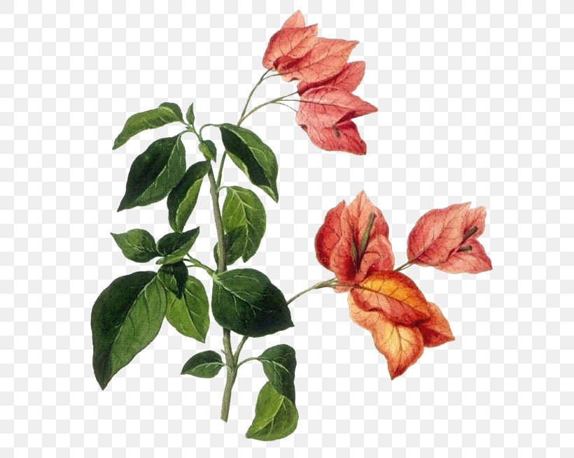 Botanical Illustration Botany Drawing Species Plantarum, PNG, 668x655px, Botanical Illustration, Art, Botany, Bougainvillea, Bougainvillea Spectabilis Download Free