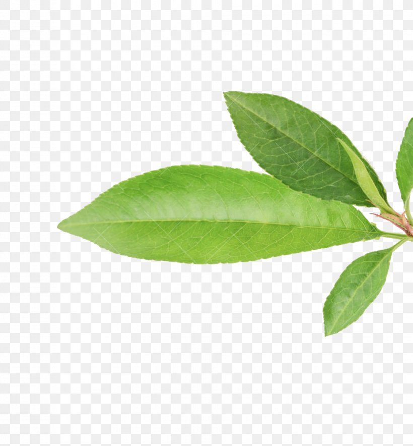 Leaf Durazno Fruit Peach Plant Stem, PNG, 929x1002px, Leaf, Best Practice, Durazno, Durazno Department, Flavor Download Free