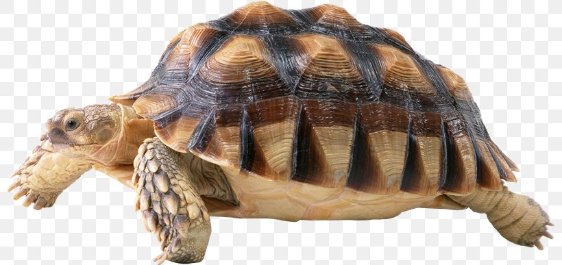 Turtle, PNG, 800x387px, Turtle, Animal Figure, Aquarium, Box Turtle, Chelydridae Download Free