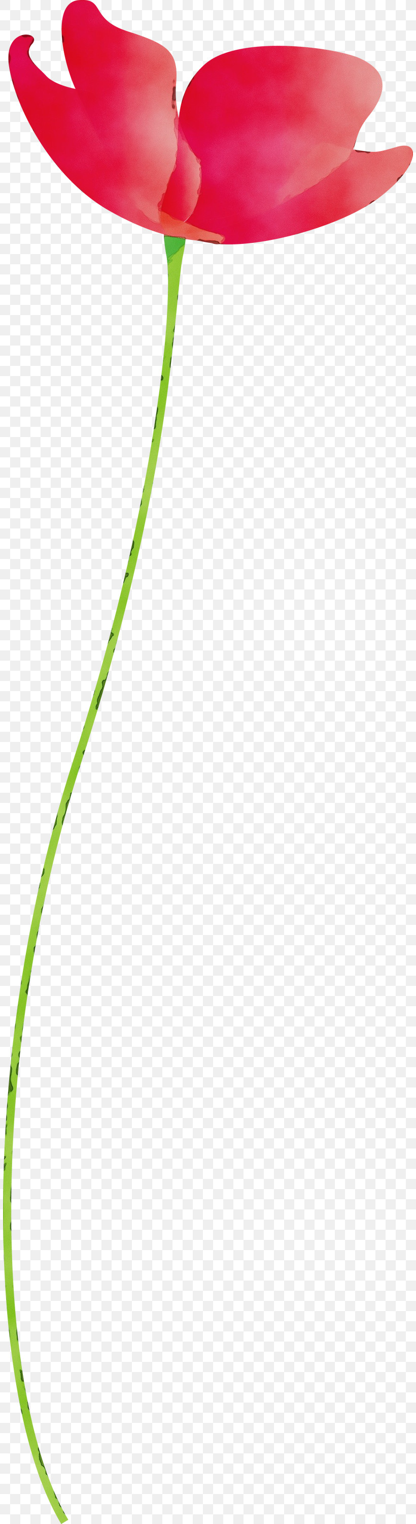 Green Line Leaf Plant Grass, PNG, 808x2999px, Poppy Flower, Grass, Green, Leaf, Line Download Free