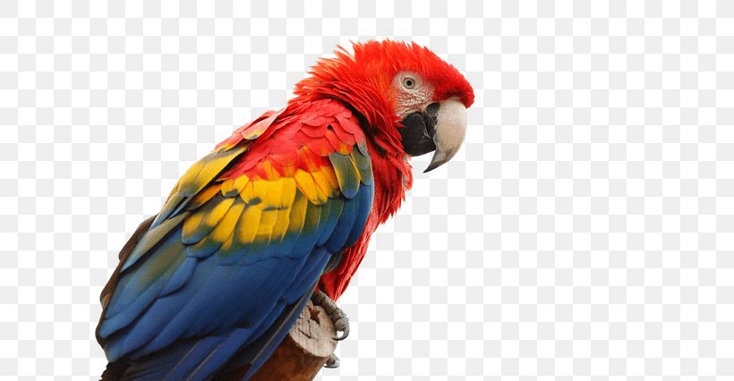Parrot Macaw Clip Art, PNG, 640x426px, Parrot, Beak, Bird, Blueandyellow Macaw, Feather Download Free