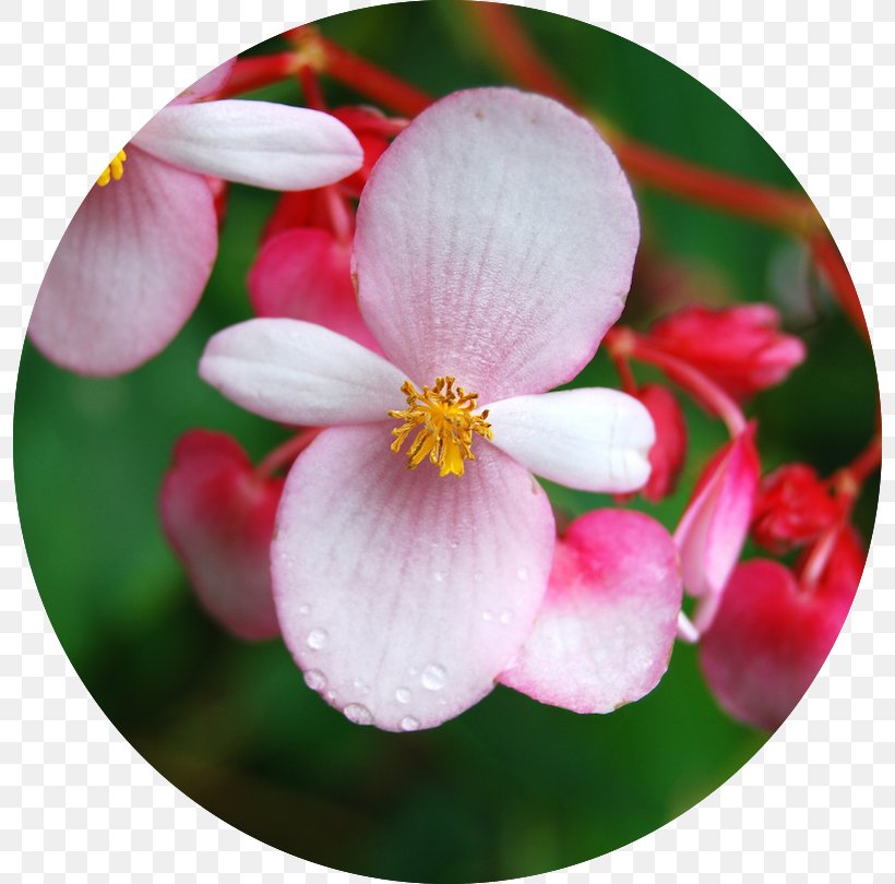 Wax Begonia Begonia Involucrata Flower Genus Begonia Aequilateralis, PNG, 796x810px, Wax Begonia, Begonia, Begoniaceae, Blossom, Flora Download Free