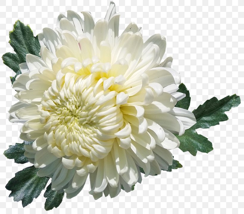 White Chrysanthemum Flower Oxeye Daisy Desktop Wallpaper, PNG, 810x720px, Chrysanthemum, Annual Plant, Aster, Chamaemelum Nobile, Chrysanths Download Free