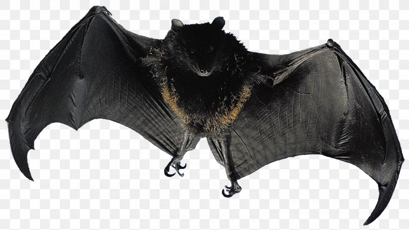 Bat Flight Animal Bird Mammal, PNG, 1600x902px, Bat, Animal, Animal Bite, Bird, Flight Download Free