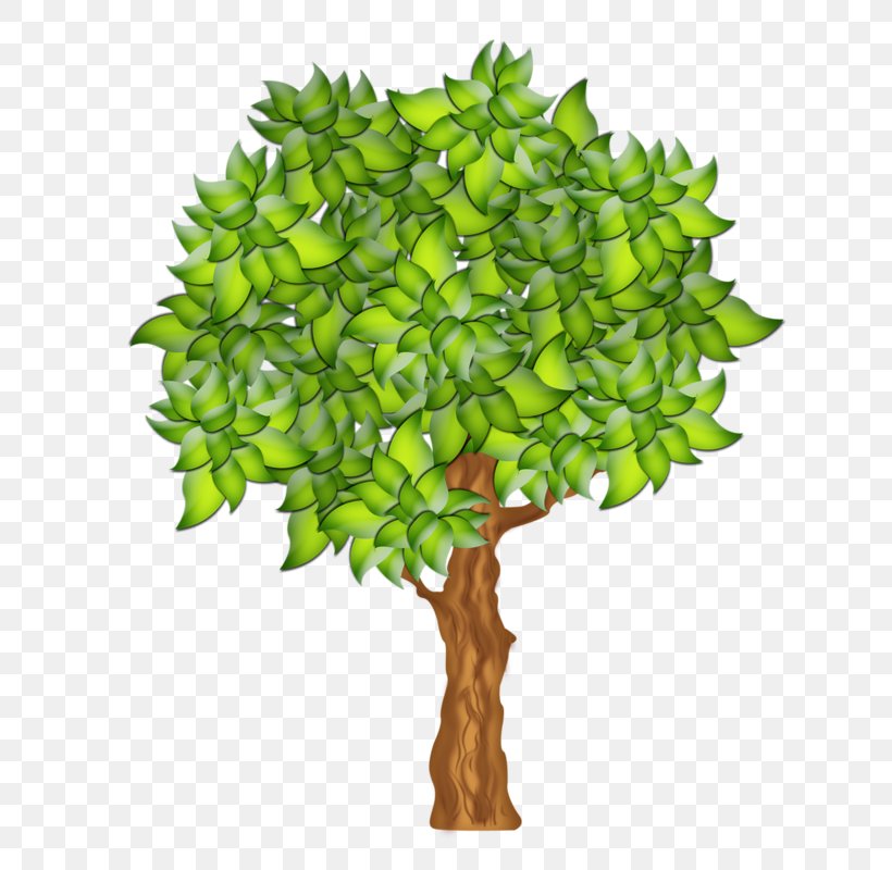 Clip Art Fruit Tree Illustration, PNG, 800x800px, Fruit Tree, Apple, Berries, Branch, Drawing Download Free