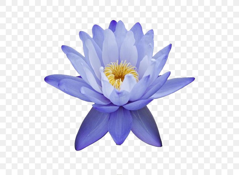 Egyptian Lotus Nelumbo Nucifera Flower Nymphaea Nouchali Lilium, PNG, 600x600px, Egyptian Lotus, Aquatic Plant, Aquatic Plants, Blue, Extract Download Free
