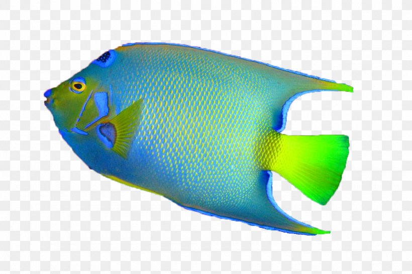 Fish Desktop Wallpaper Bass, PNG, 1280x853px, Fish, Animal, Bass, Electric Blue, Fin Download Free