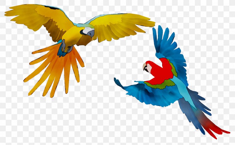 Macaw Feather Parakeet Beak Wing, PNG, 1758x1090px, Macaw, Beak, Bird, Feather, Parakeet Download Free