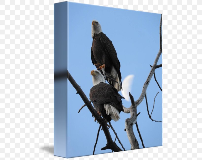 Bald Eagle Hawk Beak, PNG, 513x650px, Bald Eagle, Accipitriformes, Beak, Bird, Bird Of Prey Download Free