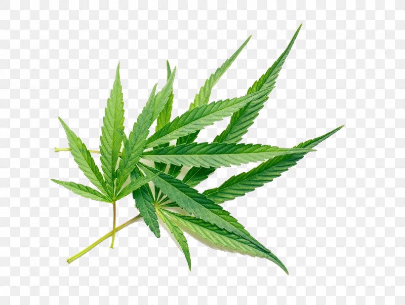 Cannabis Sativa Cannabidiol Tetrahydrocannabinol Hash Oil, PNG, 962x726px, Cannabis, Cannabidiol, Cannabinoid, Cannabinol, Cannabis Sativa Download Free
