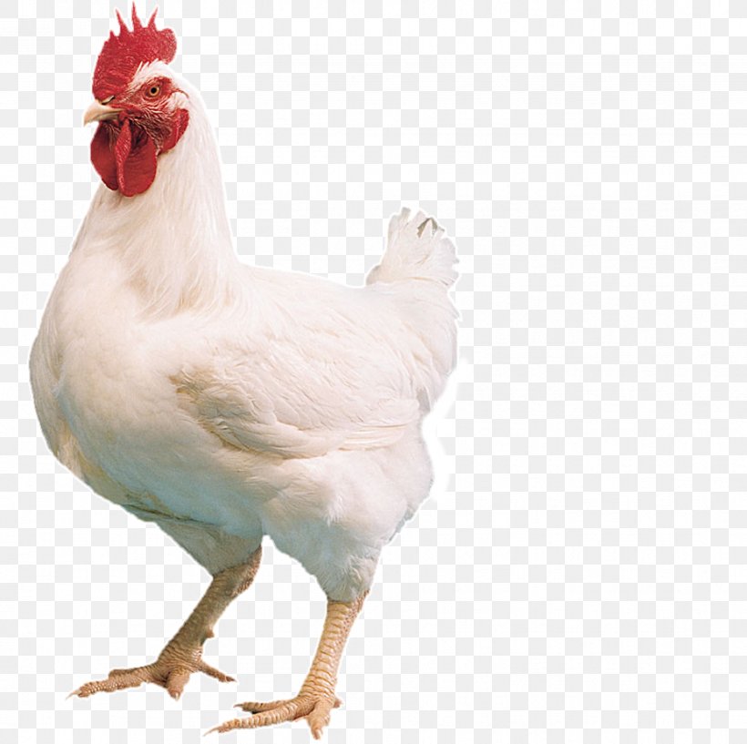 Cornish Chicken Kuroiler Broiler Cobb Salad Poultry, PNG, 926x923px, Cornish Chicken, Beak, Bird, Broiler, Chicken Download Free