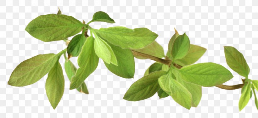 Lemon Tree, PNG, 1200x553px, Branch, Basil, Flower, Food, Herb Download Free