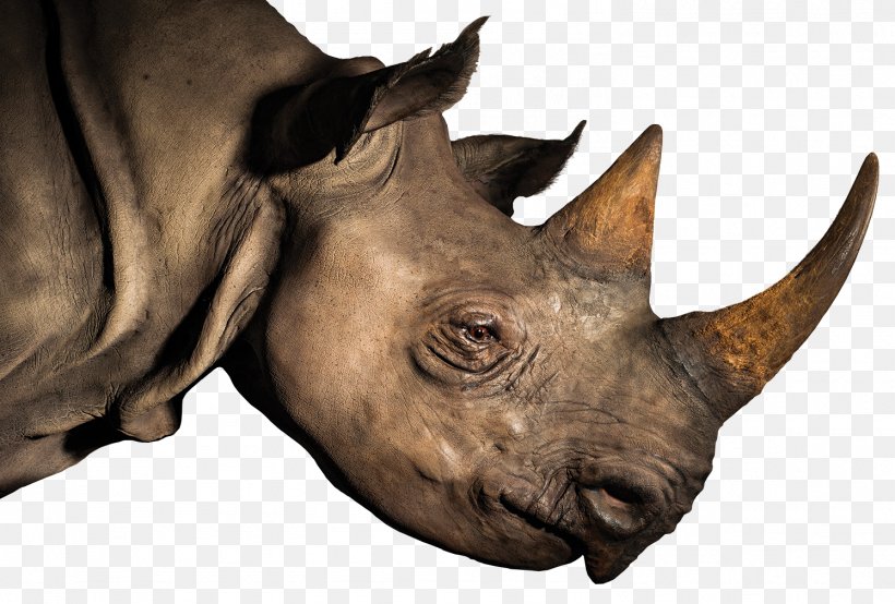Rhinoceros Horn Elephant LoveLiveServe, PNG, 1494x1011px, Rhinoceros, College, Dairy Farming, Elephant, Face Download Free