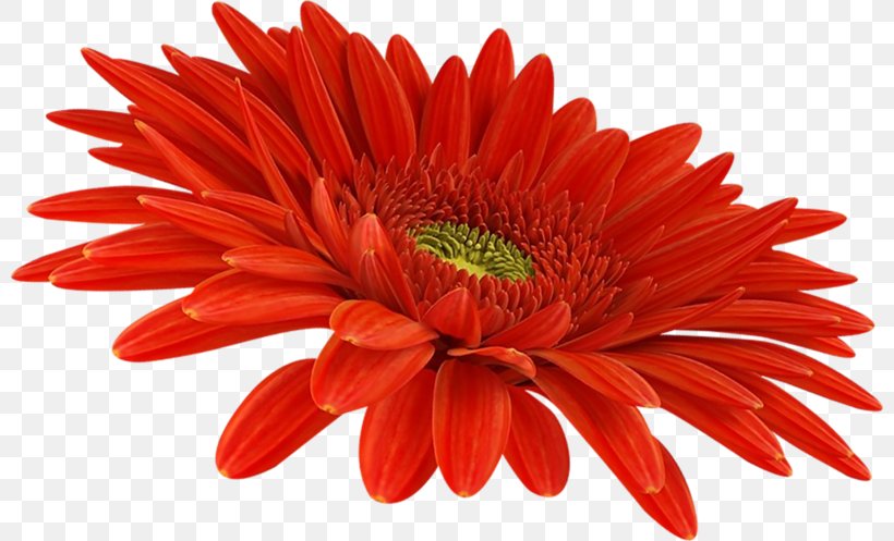 Transvaal Daisy Chrysanthemum Red Sunflower, PNG, 800x497px, Transvaal Daisy, Chrysanthemum, Chrysanths, Common Sunflower, Coneflower Download Free