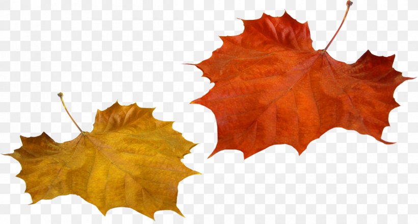 Autumn Leaf Color Tree, PNG, 1200x643px, Autumn, Autumn Leaf Color, Deciduous, Elvis Presley, Leaf Download Free