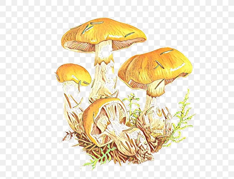 Edible Mushroom Medicinal Fungi Organism Medicine, PNG, 570x627px, Edible Mushroom, Agaric, Agaricaceae, Agaricomycetes, Agaricus Download Free