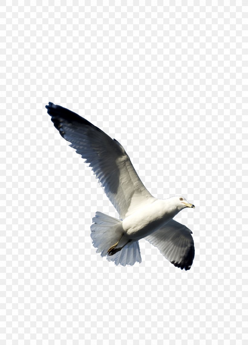 Gulls Bird Flight Goose Wing, PNG, 918x1275px, Gulls, Aile, Beak, Bird, Bird Flight Download Free